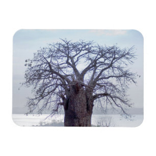 Ímã Baobá (Adansonia Digitata), Luanda