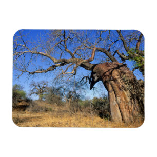 Ímã Baobá (Adansonia Digitata), Parque Nacional Kruger