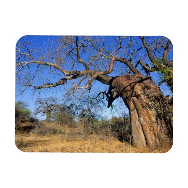 Ímã Baobá (Adansonia Digitata), Parque Nacional Kruger (Horizontal)