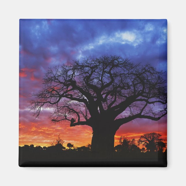 Imã Baobá africano, Adansonia digitata, 2 (Frente)