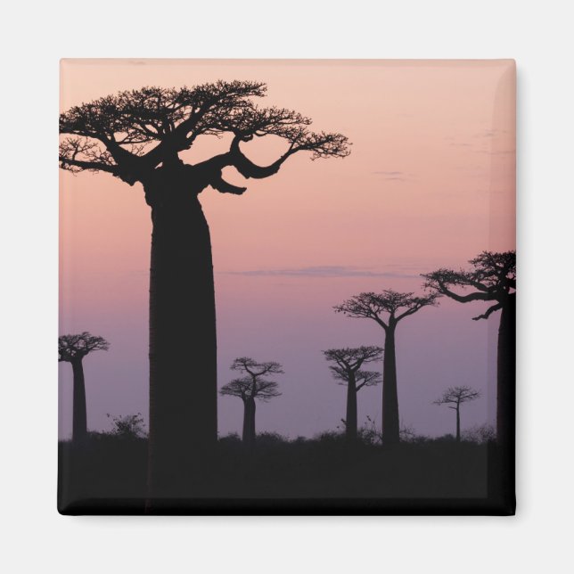 Imã Baobab Beco", Madagáscar, Morondava, África, (Frente)