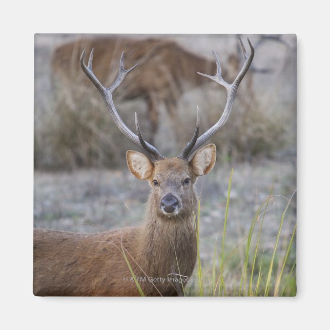 Imã Barasingha ou Barasinga (Rucervus (Frente)