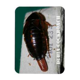 Ímã Barata-fêmea Dubia com saco de ovo