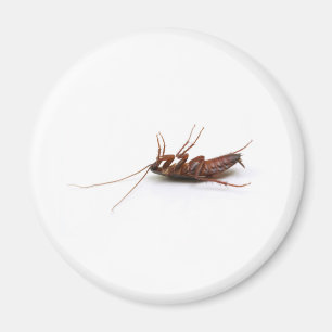 Imã Barata inoperante