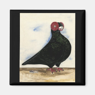 Imã Barb Pigeon Watercolor