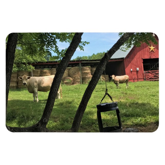 Ímã Barn & Cows, Rural North Carolina Canvas Print (Horizontal)