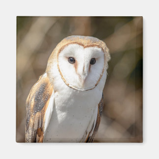 Imã Barn Owl