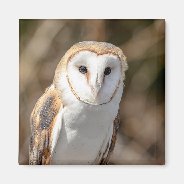 Imã Barn Owl (Frente)