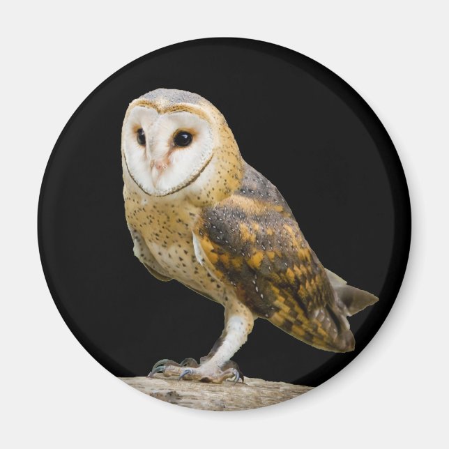 Imã Barn Owl (Frente)