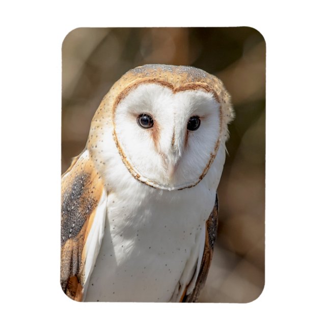 Ímã Barn Owl (Vertical)
