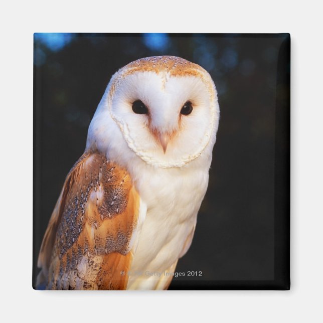 Imã Barn Owl 2 (Frente)