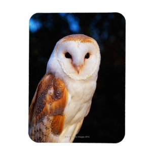 Ímã Barn Owl 2