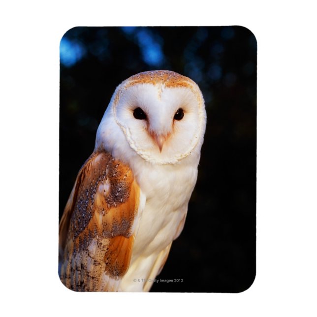Ímã Barn Owl 2 (Vertical)