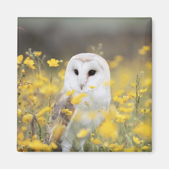 Imã Barn Owl Em Meadow Magnet (Frente)
