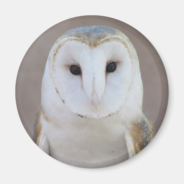 Imã Barn Owl Magnet (Frente)