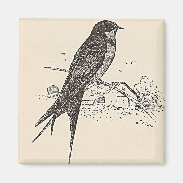 Imã Barn Swallow (Frente)