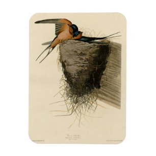 Ímã Barn Swallow from Audubon's Birds of America