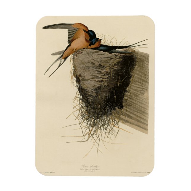 Ímã Barn Swallow from Audubon's Birds of America (Vertical)