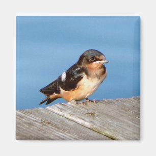 Imã Barn Swallow magnet