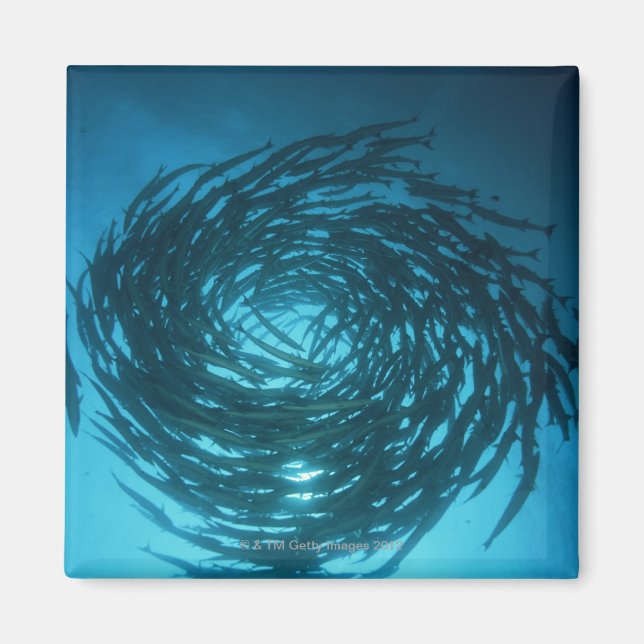 Imã Barracuda Blackfin nadando em círculos (Frente)