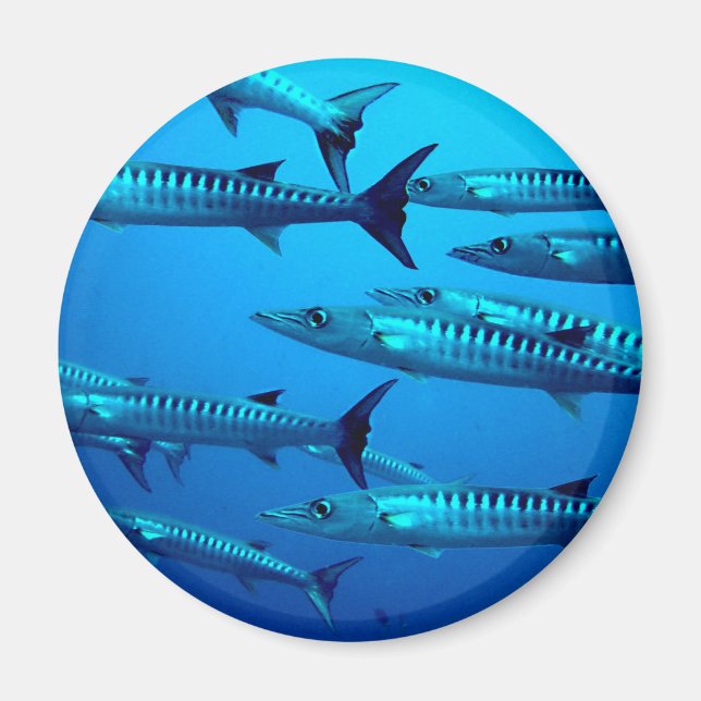 Imã barracuda mergulho mar profundo água oceano tropic (Frente)