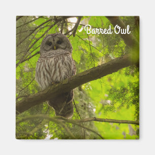 Imã Barred Owl