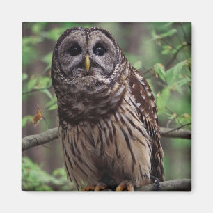 Imã Barred Owl