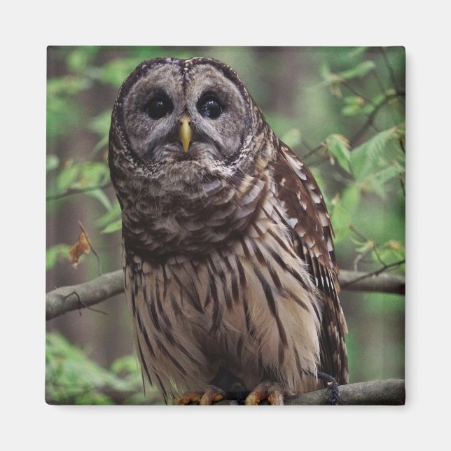 Imã Barred Owl (Frente)