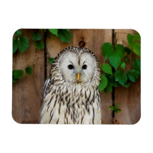 Ímã Barred Owl