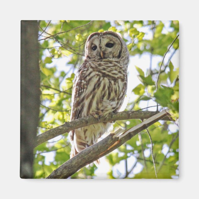 Imã Barred Owl (Frente)