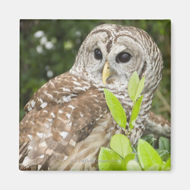 Imã Barred Owl (Frente)