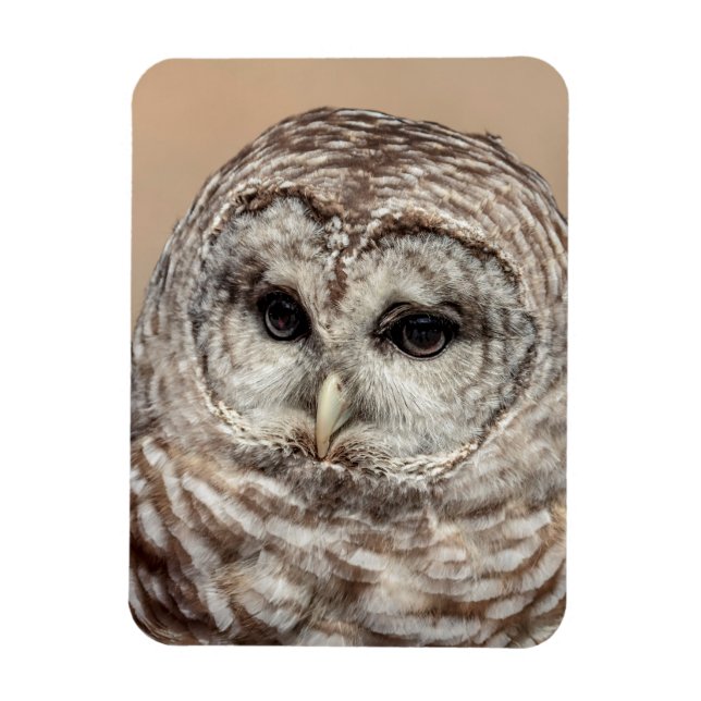 Ímã Barred Owl (Vertical)