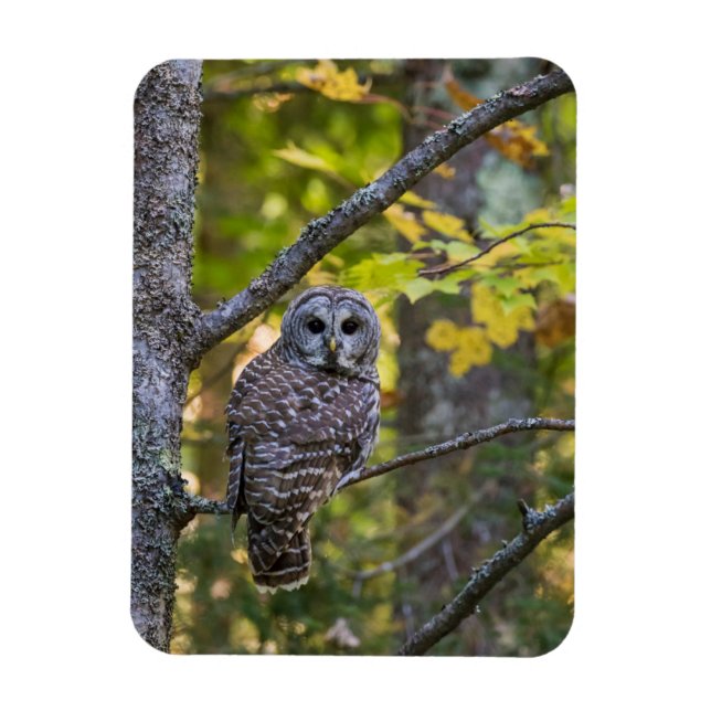 Ímã Barred Owl em outono | Alger County, MI (Vertical)