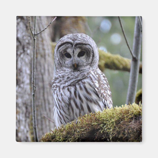 Imã Barred Owl Lovers Magnet (Frente)
