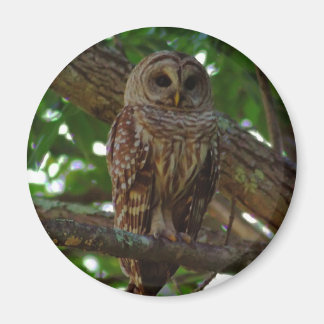 Imã Barred Owl Magnet