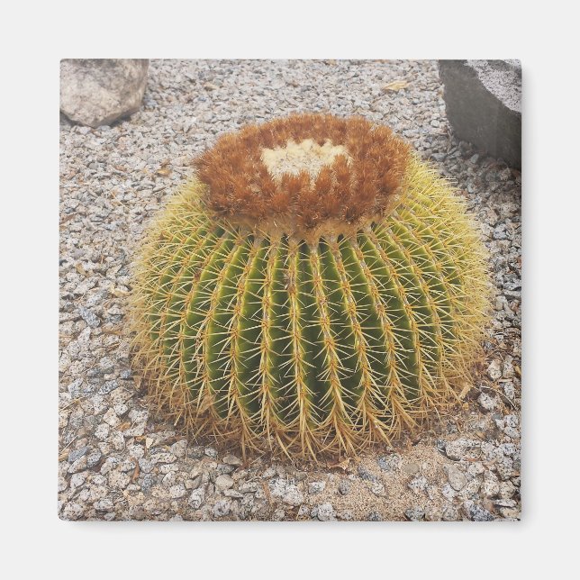 Imã Barrel Cactus (Frente)