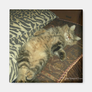 Imã Barriga do Tum do rum