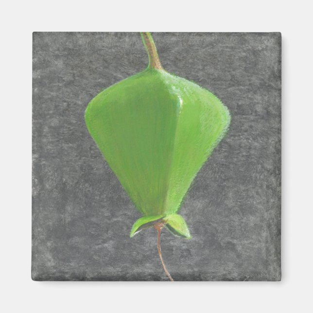 Imã Barringtonia Acutangula (Frente)