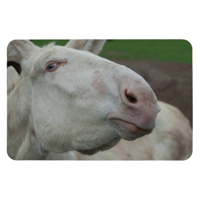 Ímã Barroco Branco Donkey (Horizontal)