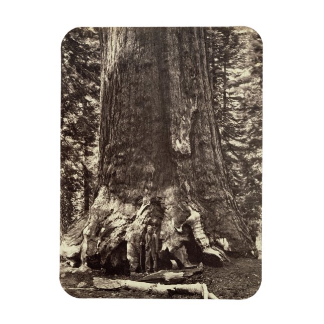 Ímã Base do Gigante Grizzly, do Livro Yosemite (Vertical)