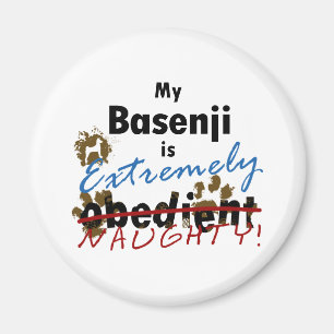 Imã Basenji extremamente impertinente