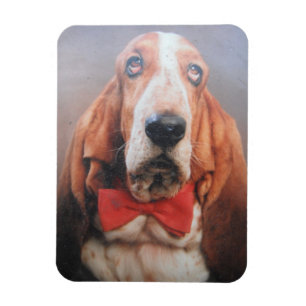 Ímã Basset De Magnete Premium Hound No Arco Vermelho