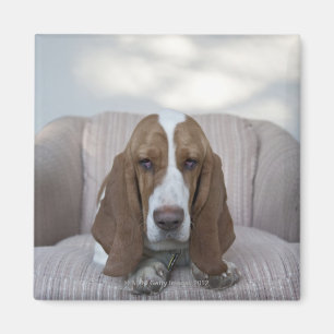 Imã Basset Hound