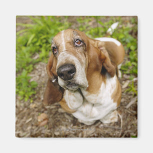Imã Basset Hound 2
