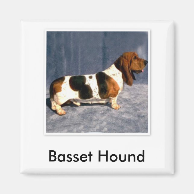 Imã basset_hound 2, Hound Basset (Frente)