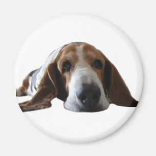 Imã Basset Hound que encontra-se para baixo