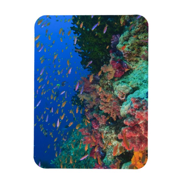 Ímã Bassetes-Fadas Escolares (Pseudanthias (Vertical)