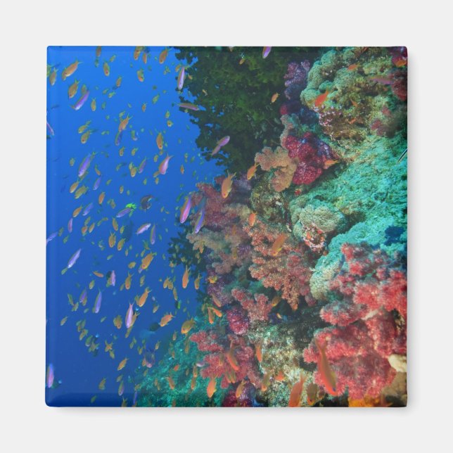 Imã Bassletinhas Fadas (Pseudanthias (Frente)