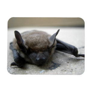 Ímã Bastão marrom pequeno (lucifugus do Myotis)