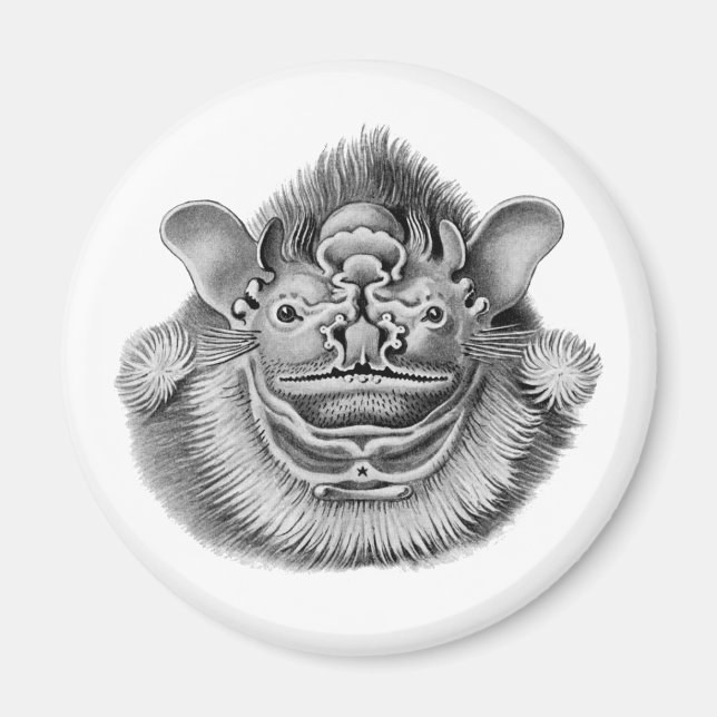 Imã Bat com face rugosa (Frente)